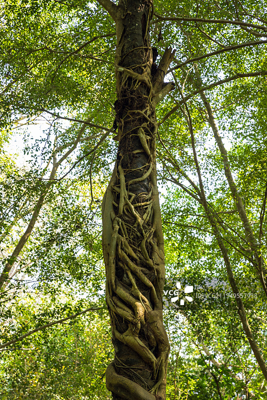 高山榕绞杀榕图片素材