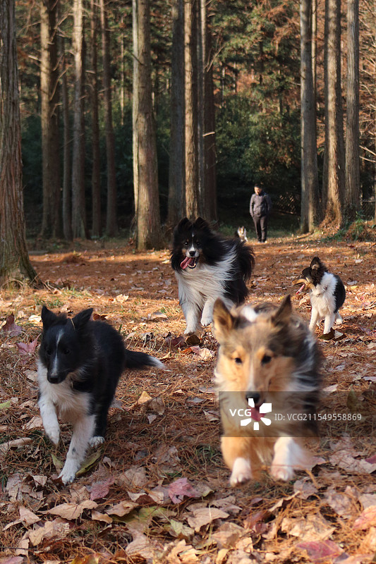 长乐林场参赛犬训练图片素材