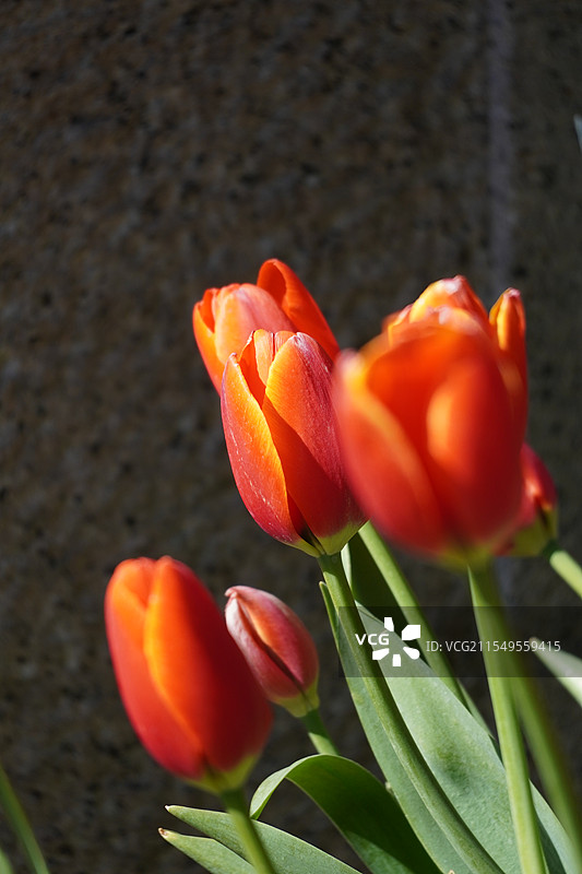 郁金香图片素材