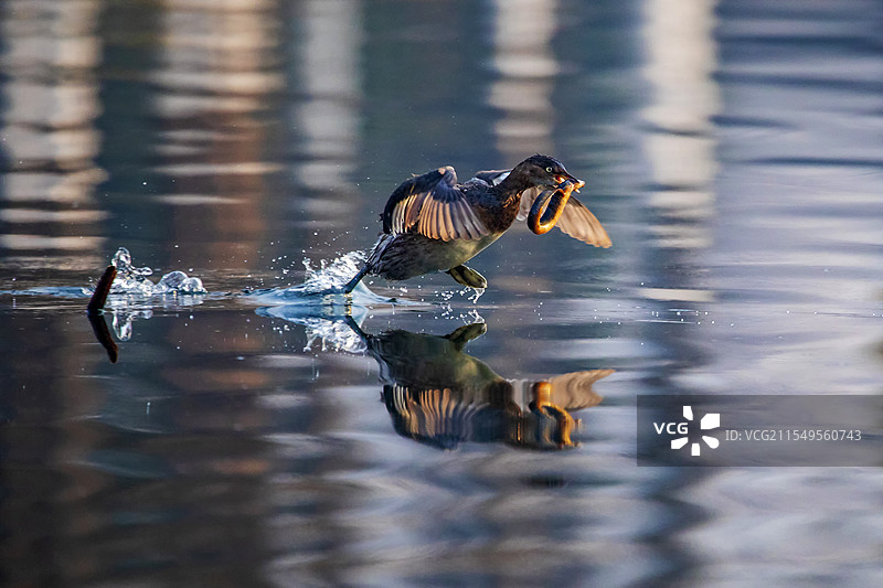 灵动舞者图片素材