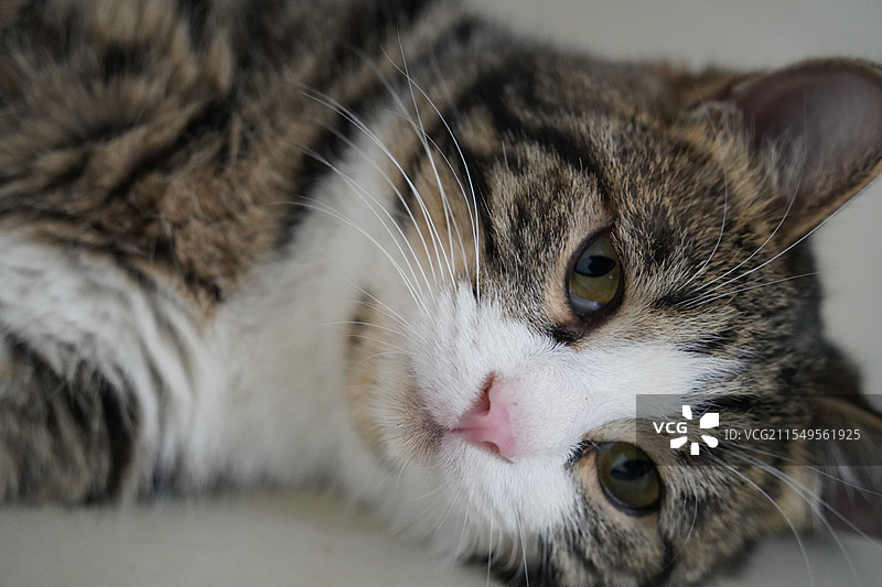 三花条纹猫猫图片素材