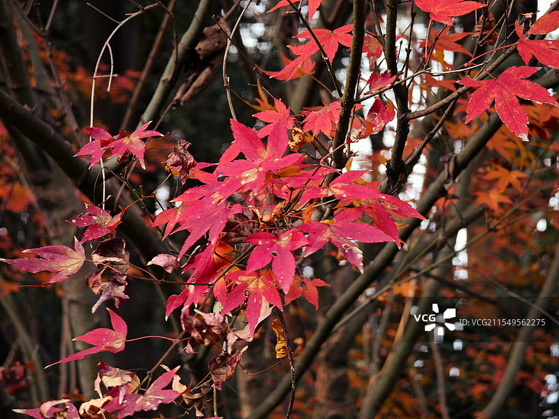 福道红枫图片素材