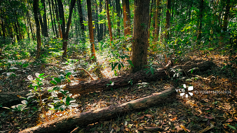 幽静的森林图片素材