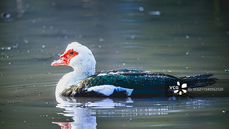 过年的鸭子图片素材