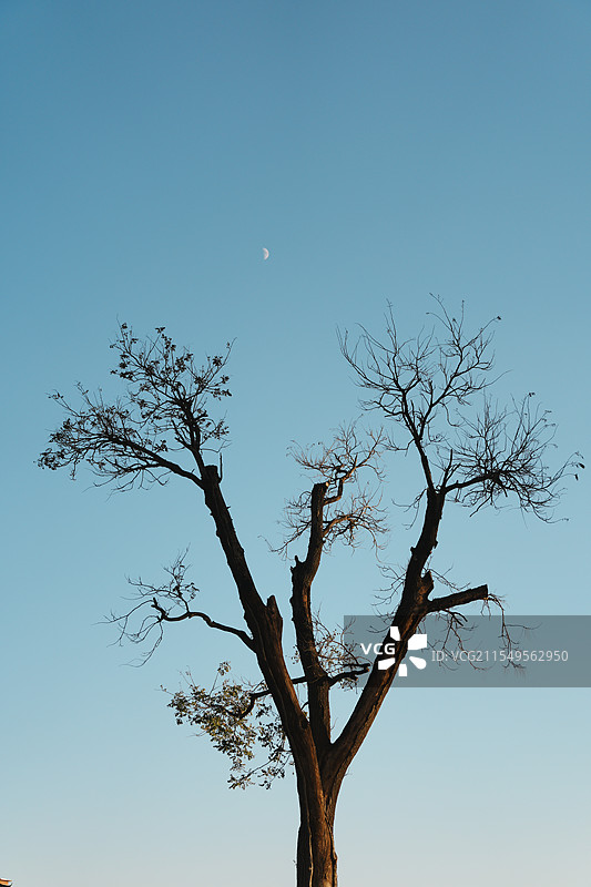 天空中树木与月亮图片素材