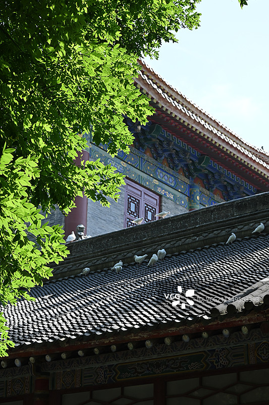 大兴善寺鸽子图片素材