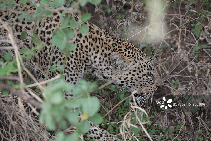 坦桑尼亚safari，花豹，leopard图片素材