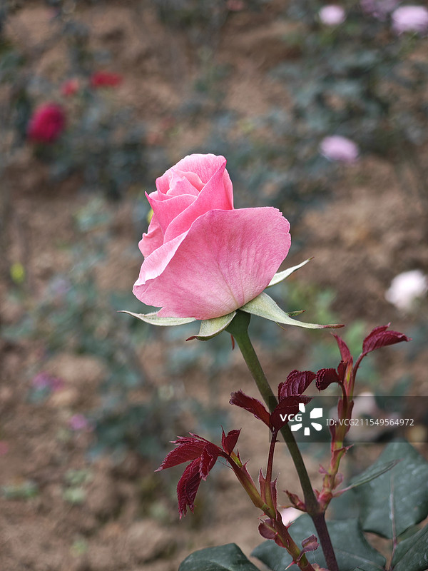 生机勃的月季花。在广州动物园，见到一株含苞待放的粉色月季花，近拍。图片素材