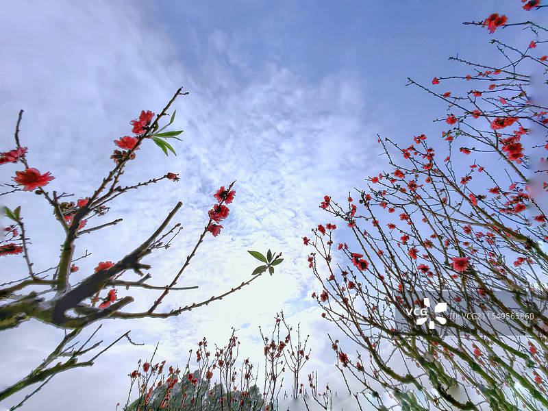 莲花山上桃花开图片素材