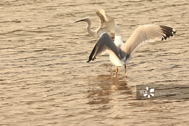 银鸥叼住白鹭一根毛用力扯图片素材
