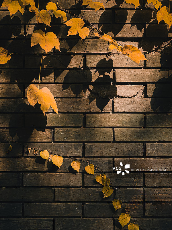 岁月静好：光影中的古砖墙与蔓延的爬山虎图片素材