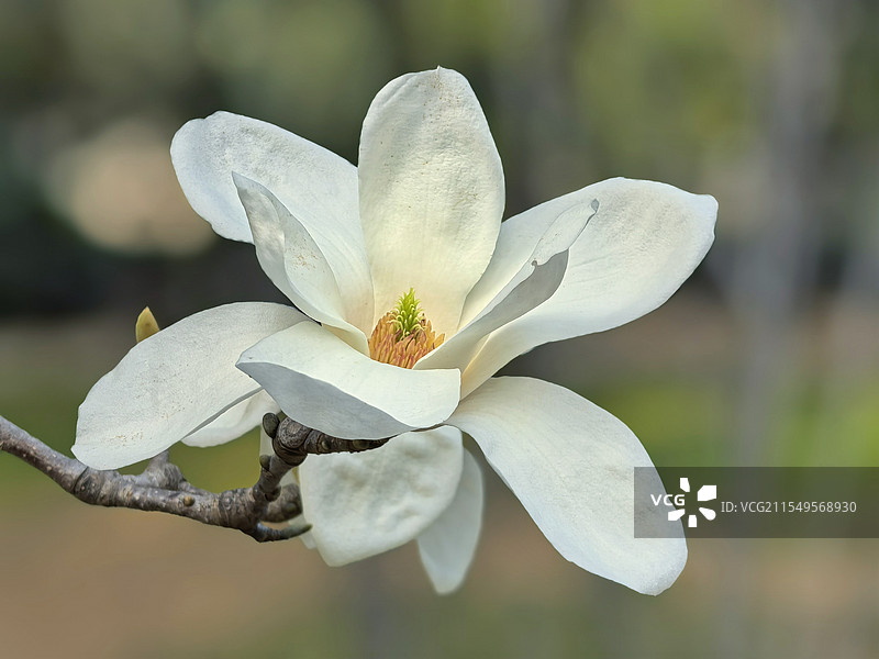 白玉兰花图片素材