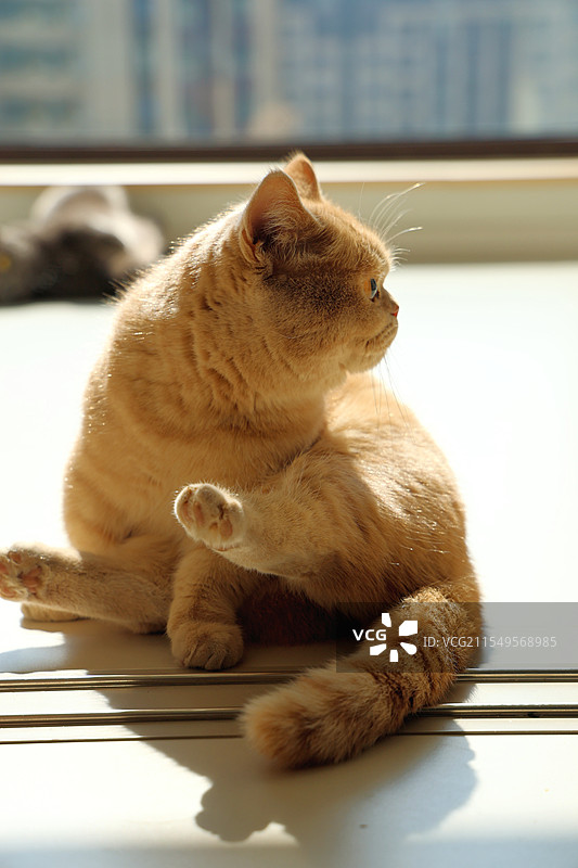 阳光下的小猫图片素材