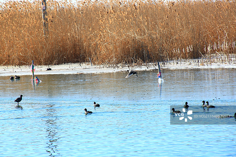 春暖冰碎湖水平，霞光彩云雁鹭行千帆深处乌篷动，白洋映衬雄安影邵庄子图片素材