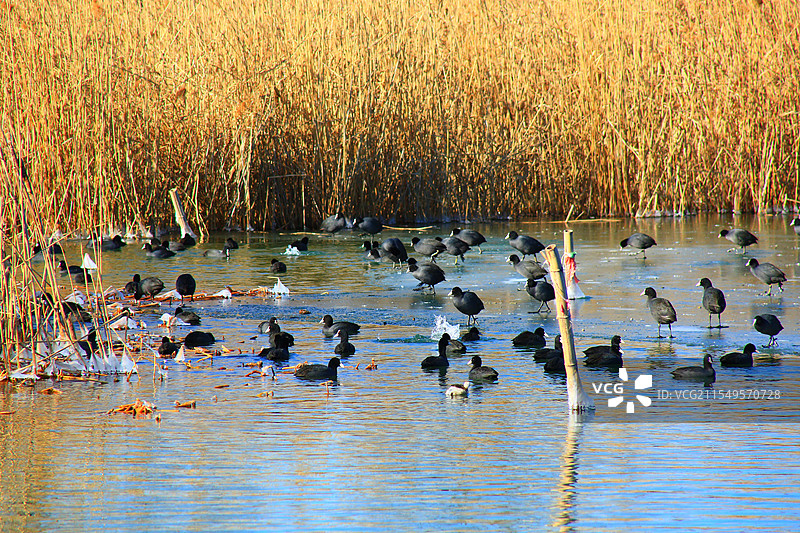春暖冰碎湖水平，霞光彩云雁鹭行千帆深处乌篷动，白洋映衬雄安影邵庄子图片素材
