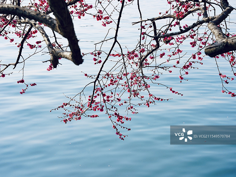 杭州西湖的梅花图片素材