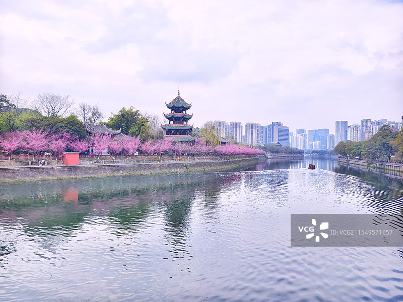 成都望江楼公园红梅风光图片素材