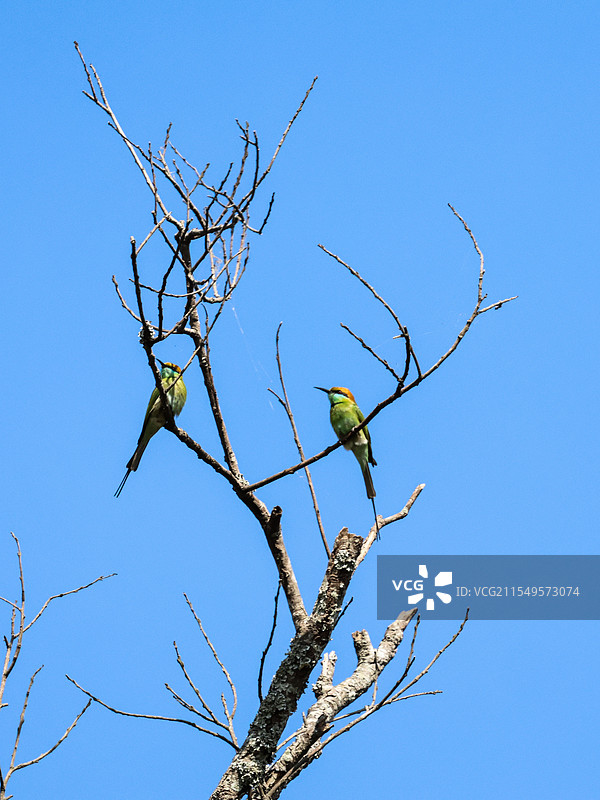 绿喉蜂虎22图片素材