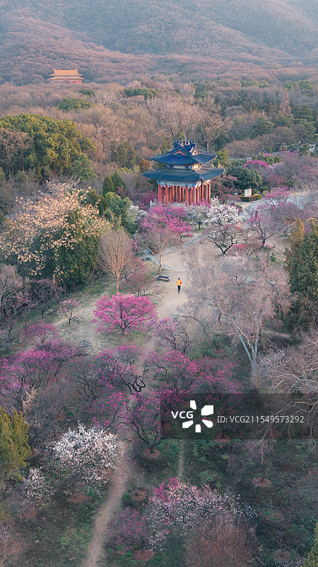 南京明孝陵梅花山上古亭点缀的梅花盛开的春日景色，一个红衣游客图片素材