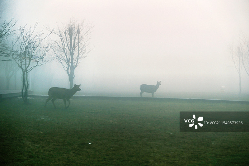 迷雾中的鹿图片素材