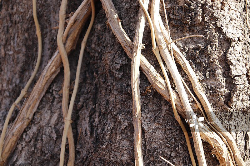 树身上的缠绕的寄生植物特写图片素材