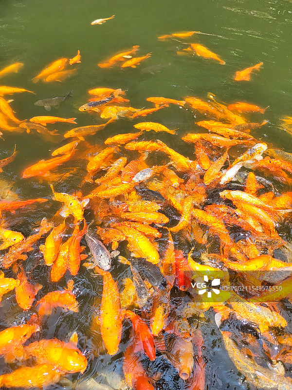 浙江淳安县千岛湖风景区天池岛上天池里活泼游动的锦鲤图片素材