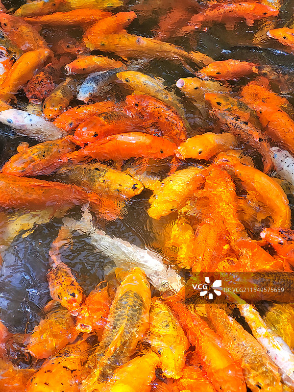 浙江淳安县千岛湖风景区天池岛上天池里活泼游动的锦鲤图片素材