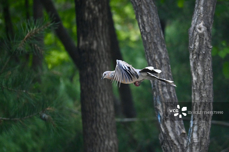 起飞的珠颈斑鸠图片素材