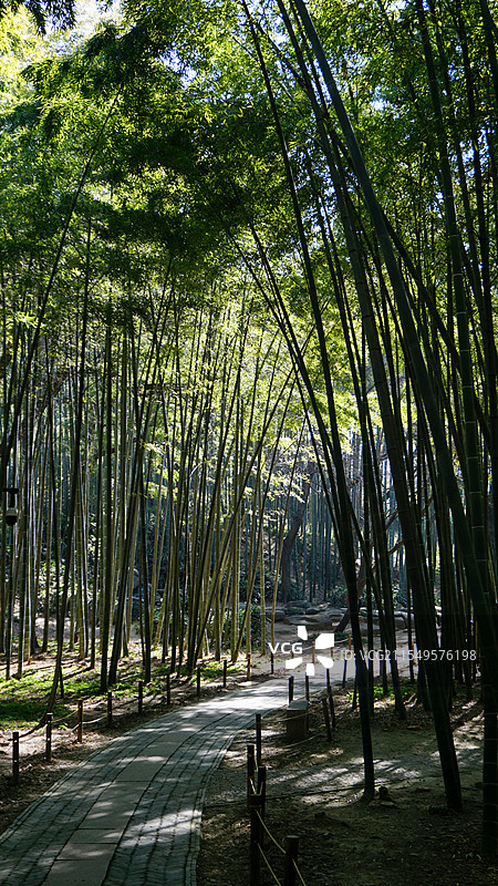 苏州虎丘竹林图片素材