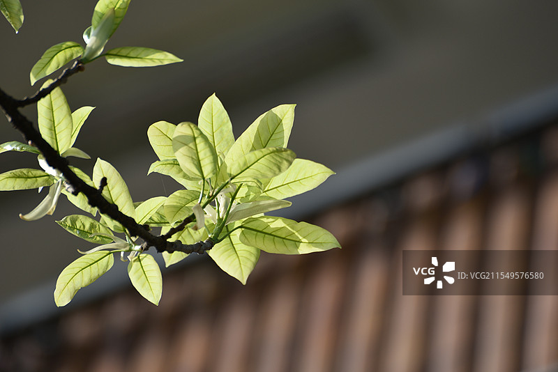 一只黄角树嫩芽像花儿一样绽放特写镜头1图片素材