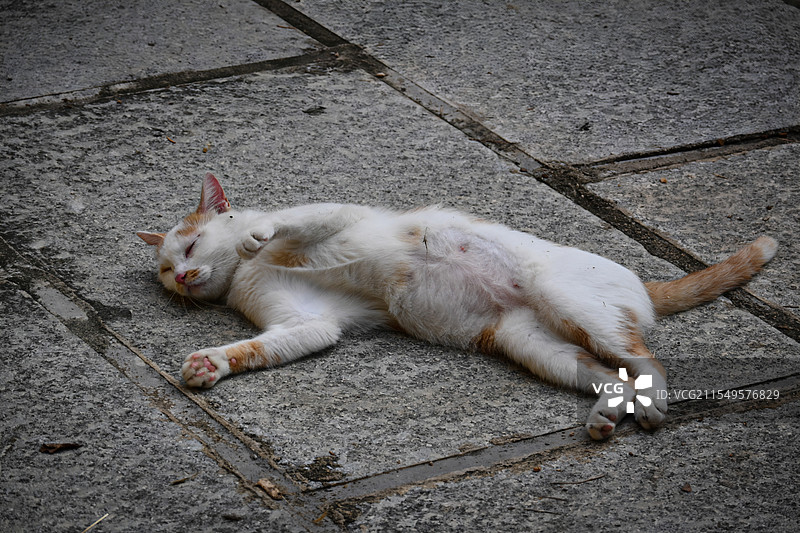 青石板上的猫图片素材