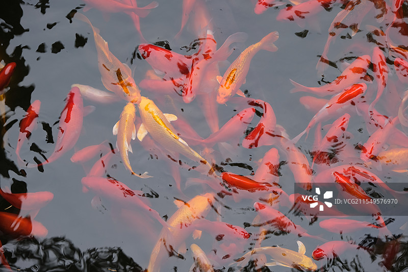 秋水锦鲤-北京植物园图片素材