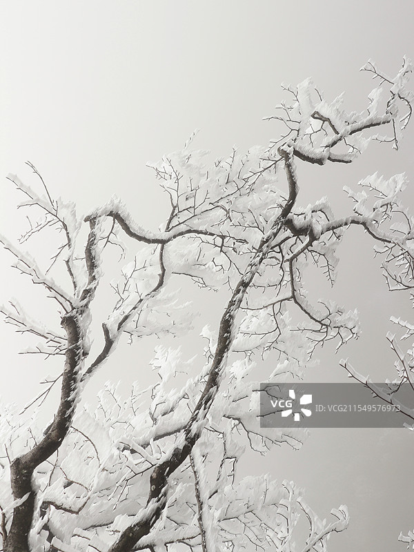标题  冬季的冰树时间  2023年2月14日地点  湖南郴州图片素材