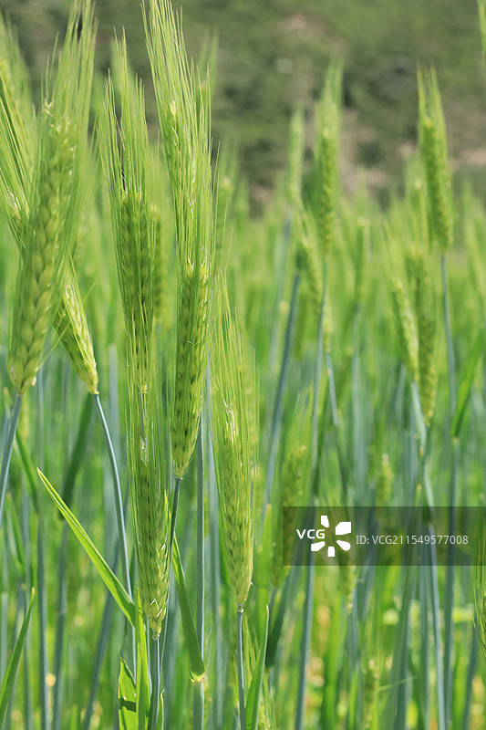 四川甘孜的麦子图片素材