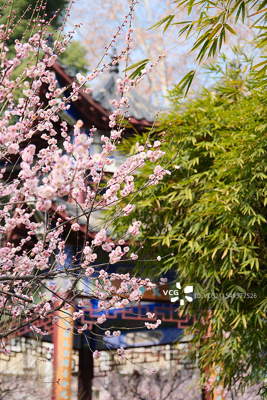 武汉春天之华中师范大学梅园梅花图片素材