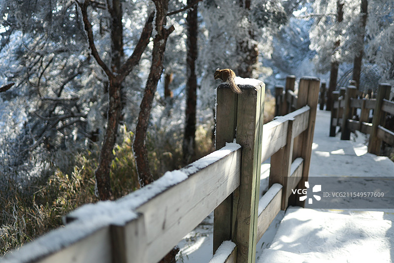 西岭雪山图片素材