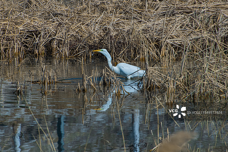 芦苇花图片素材