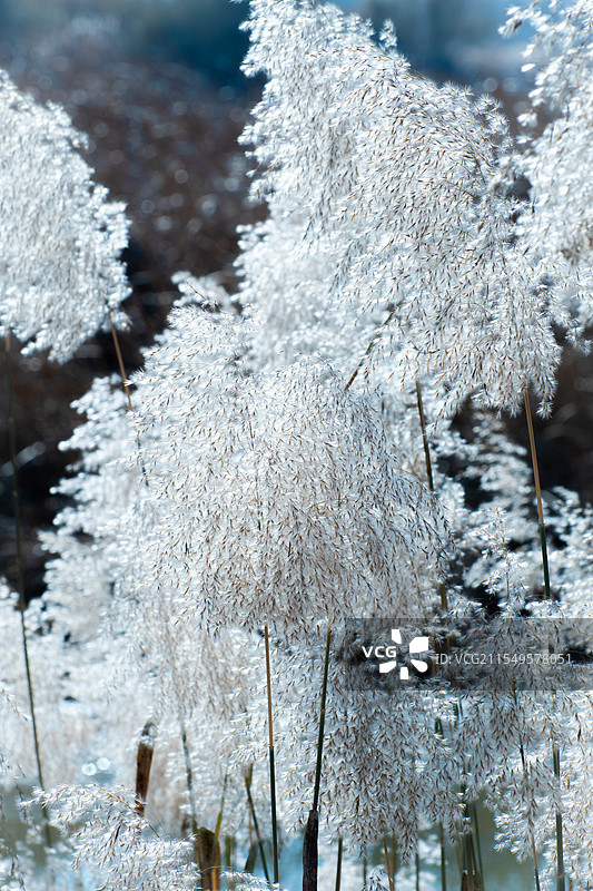 芦苇花图片素材