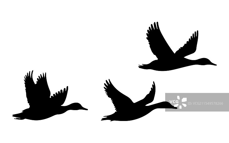 白色背景上的飞行鸭子剪影图片素材