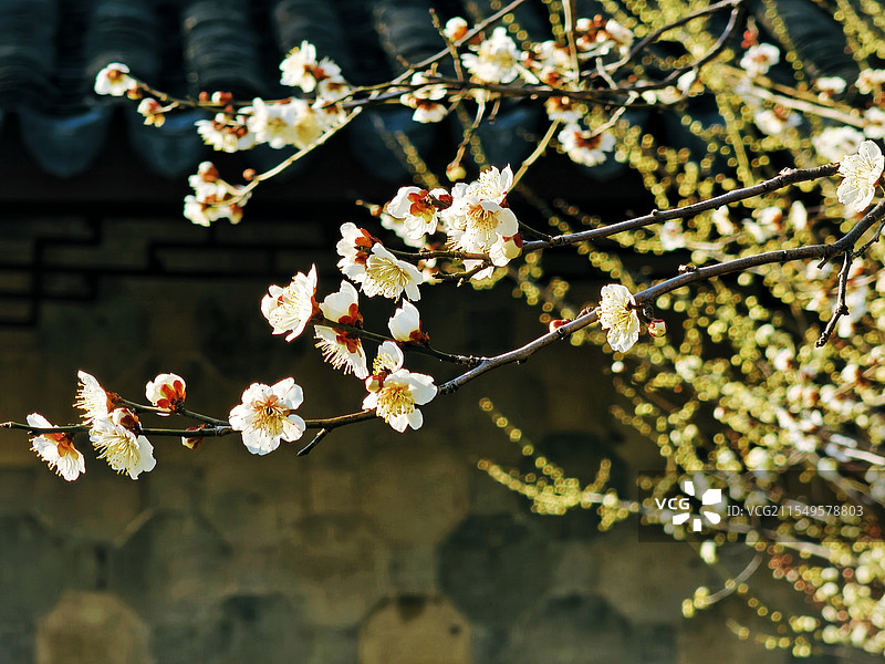 春之声图片素材