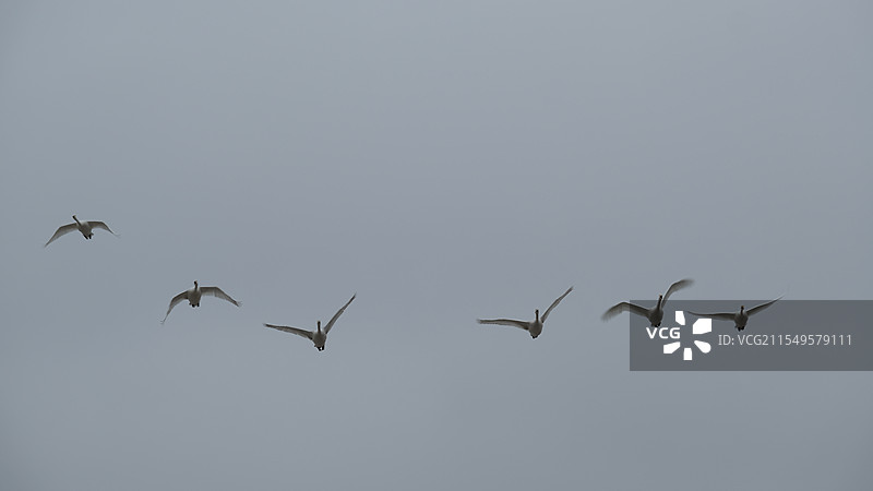 西伯利亚来威海过冬的白天鹅图片素材