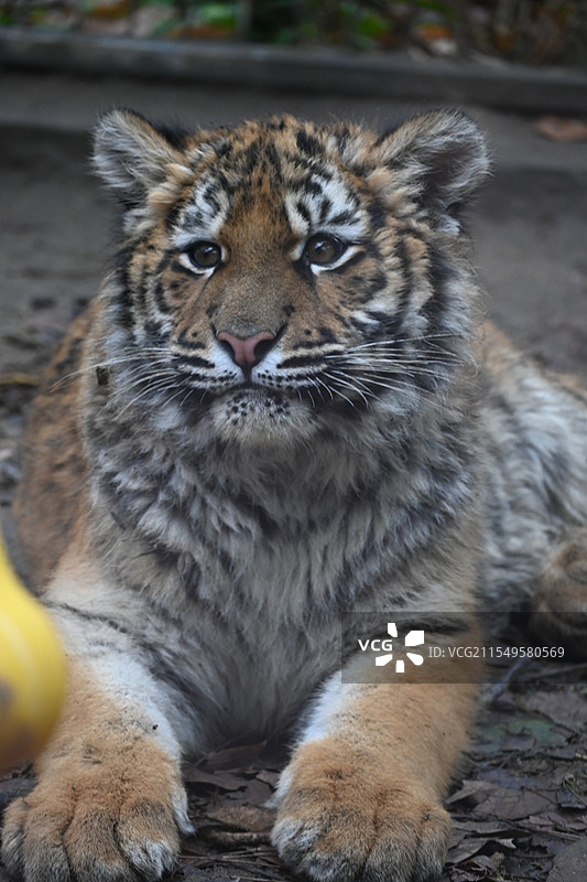 孟加拉虎幼崽红糖萌照图片素材