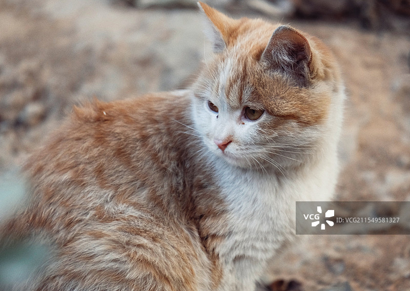 可怜的流浪猫。凄楚的野猫图片素材