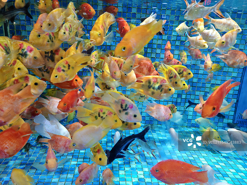 五彩缤纷的鱼图片素材