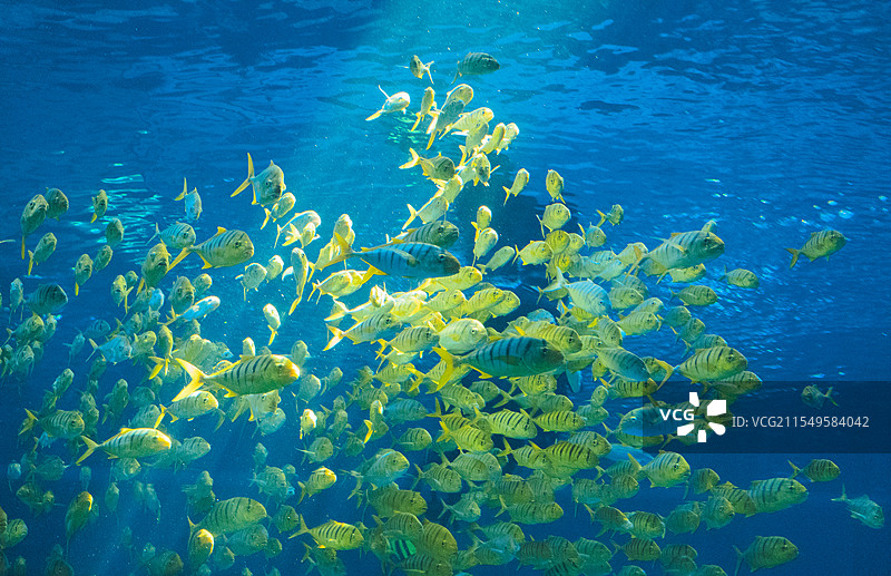 水族馆鱼类聚集照片图片素材