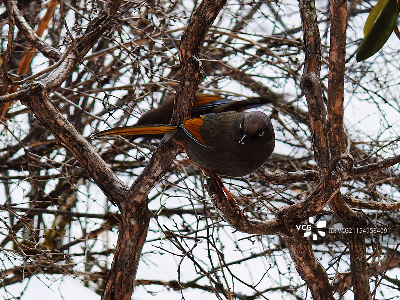 四川黄龙的鸟图片素材