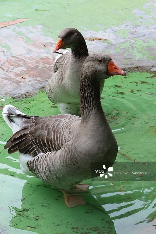 杭州野生动物世界的灰雁特写图片素材
