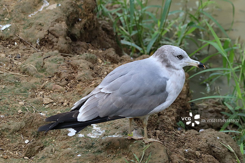 杭州野生动物世界的海鸥图片素材