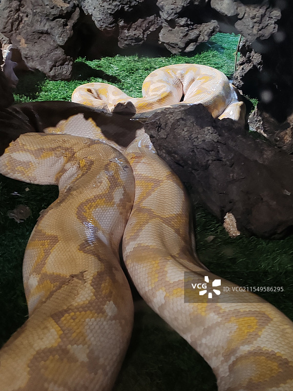 杭州野生动物世界的蟒蛇图片素材