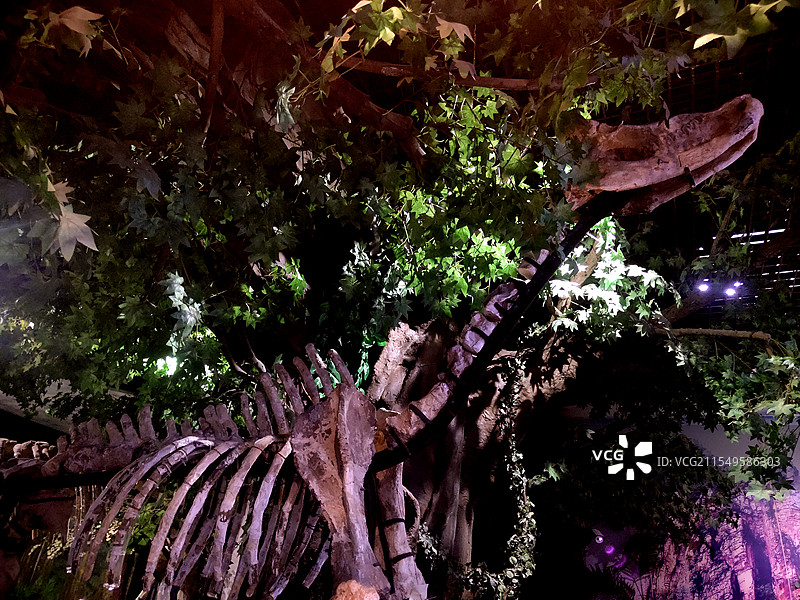 2025 年2月广州博物馆自然科学馆风情图片素材